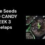 Auto Candy Divine Seeds Contest