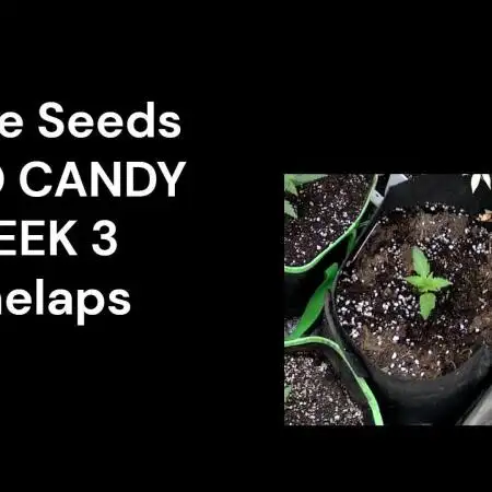 Auto Candy Divine Seeds Contest