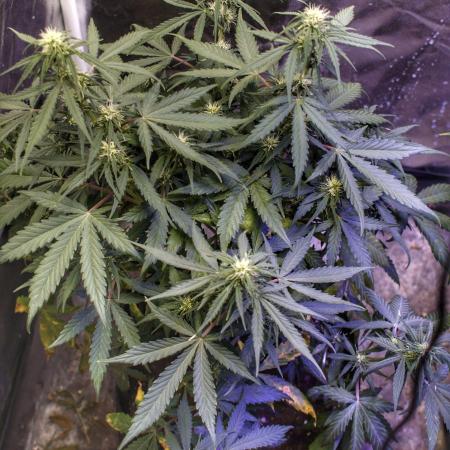Dutch Passion ContestAuto Candy Bubatz XL