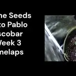 Auto Pablo Escobar Divine Seeds Contest