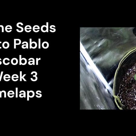 Auto Pablo Escobar Divine Seeds Contest