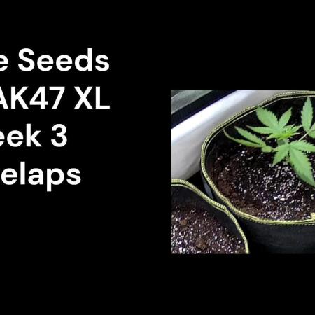 Auto AK47 xl Divine Seeds Contest