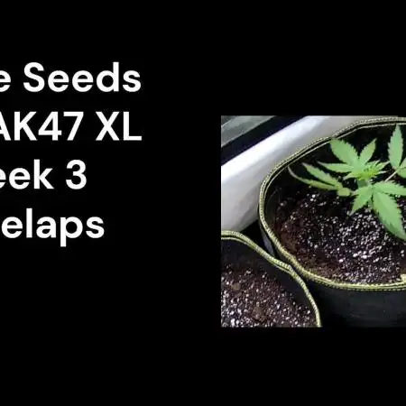 Auto AK47 xl Divine Seeds Contest