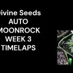 Auto Moonrock Divine Seeds contest