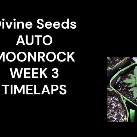 Auto Moonrock Divine Seeds contest