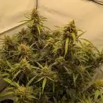 Z-up Auto, Mandarin Panties Auto
