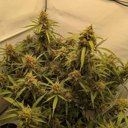 Z-up Auto, Mandarin Panties Auto