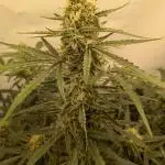 Z-up Auto, Mandarin Panties Auto