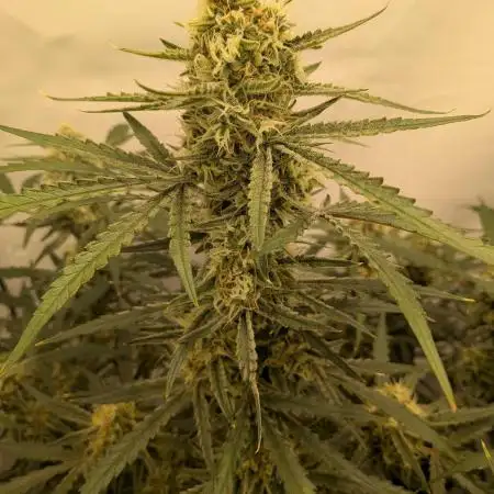 Z-up Auto, Mandarin Panties Auto