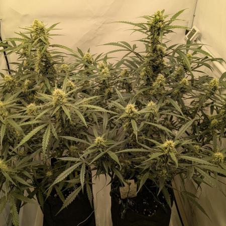 Z-up Auto, Mandarin Panties Auto