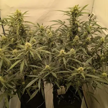 Z-up Auto, Mandarin Panties Auto