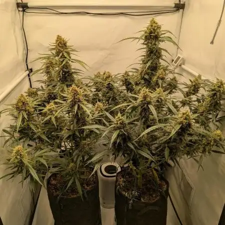 Z-up Auto, Mandarin Panties Auto