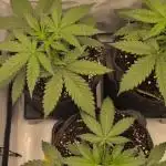 Z-up Auto, Mandarin Panties Auto