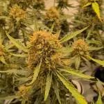 Z-up Auto, Mandarin Panties Auto