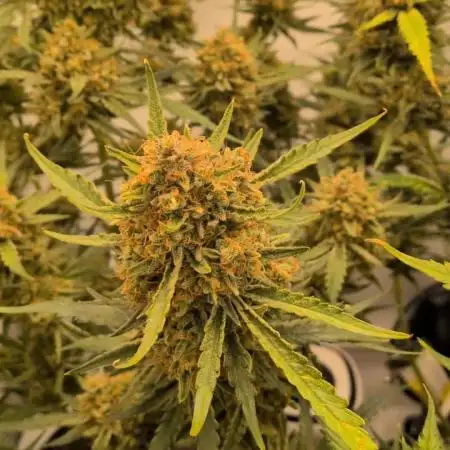 Z-up Auto, Mandarin Panties Auto