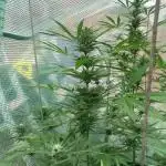 Flowering autos 3 weeks left
