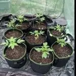 First outdoor grow uk autos 3 week 2 go