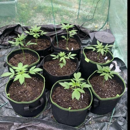 First outdoor grow uk autos 3 week 2 go