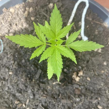 2026 LSD Auto