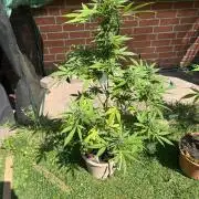 2026 LSD Auto