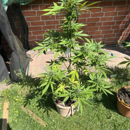 2026 LSD Auto