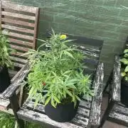 2025 Do Si Dos Auto Outdoor