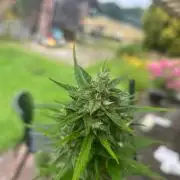 2026 LSD Auto