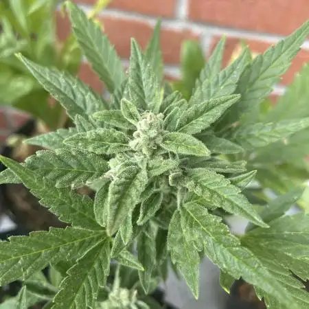 2025 Strawberry Cough Auto Outdoor