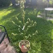 2026 LSD Auto