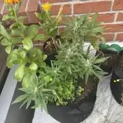 2025 Strawberry Cough Auto Outdoor