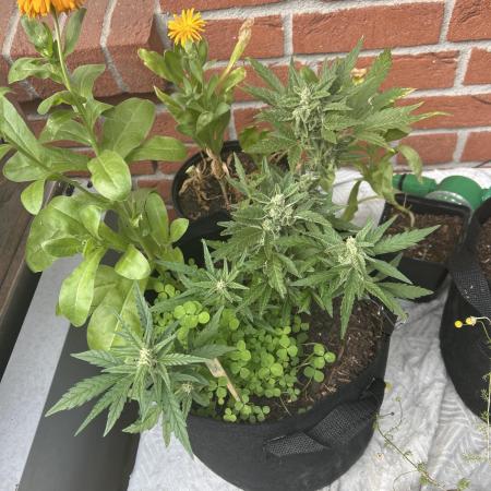 2025 Strawberry Cough Auto Outdoor