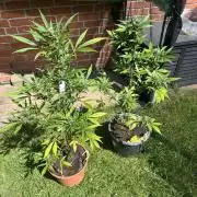 2026 Wedding Cake Auto