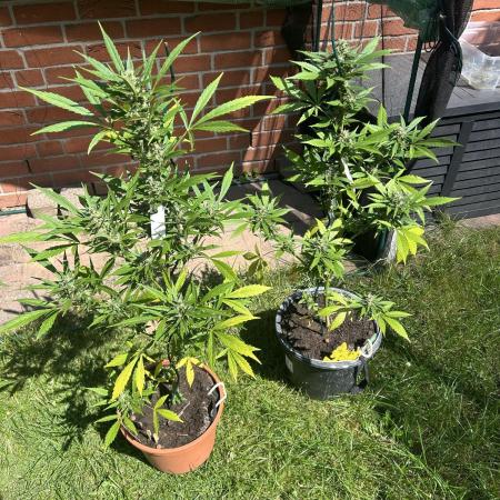 2026 Wedding Cake Auto