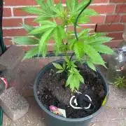 2026 LSD Auto