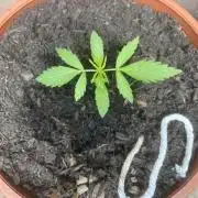 2026 Wedding Cake Auto