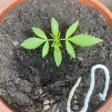 2026 Wedding Cake Auto