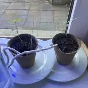 2026 LSD Auto