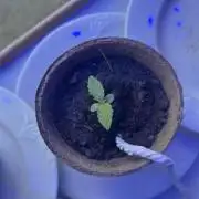 2026 Wedding Cake Auto