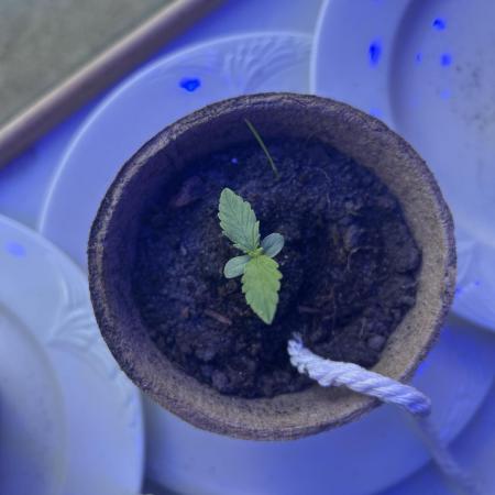 2026 Wedding Cake Auto