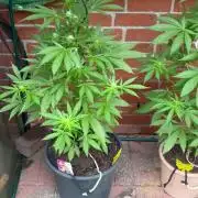 2026 LSD Auto