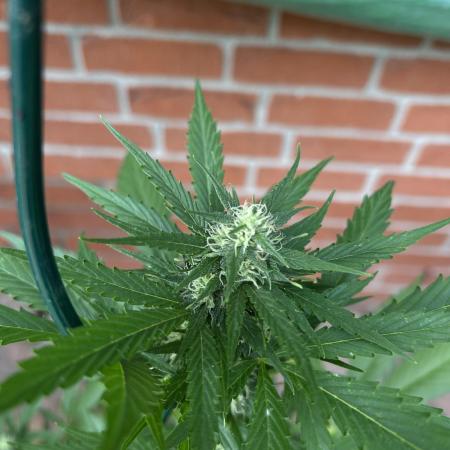 2026 Wedding Cake Auto