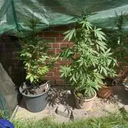 2026 LSD Auto