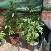 2026 Wedding Cake Auto