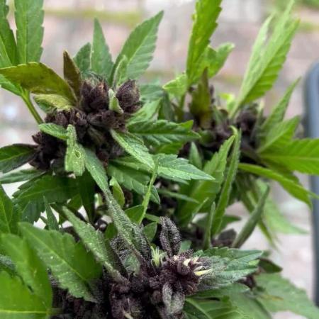 2025 LSD 25 Auto Outdoor