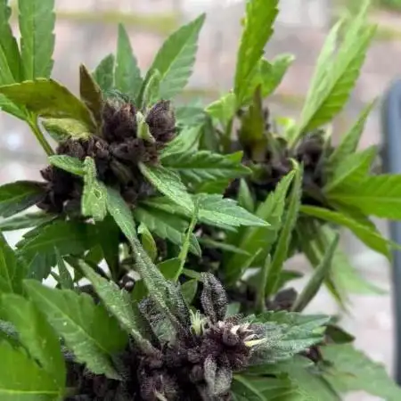 2025 LSD 25 Auto Outdoor