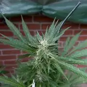 2026 LSD Auto