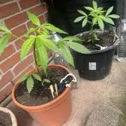 2026 Wedding Cake Auto