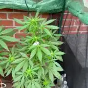 2026 Wedding Cake Auto