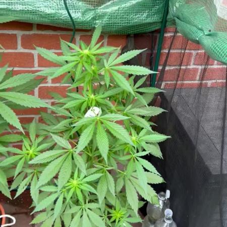 2026 Wedding Cake Auto