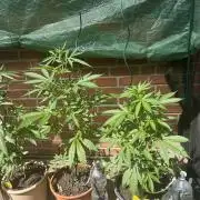 2026 Wedding Cake Auto